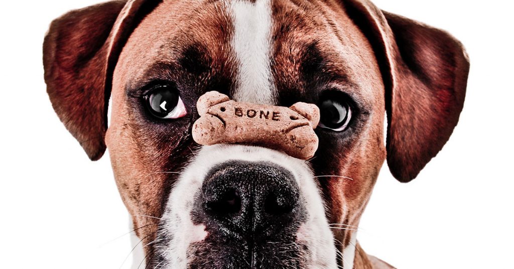 Dog_and_bone | GroPartners Consulting